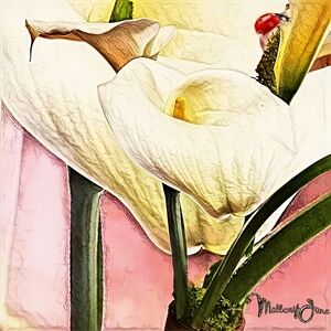 "The Visitor" Textured Calla Lily Fine Original Art Print By MalloryJane 20"x20"